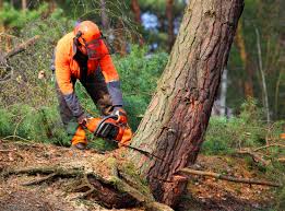 Best Hedge Trimming  in Shadow Lake, WA